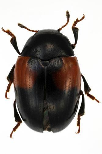 Tritoma bipustulata